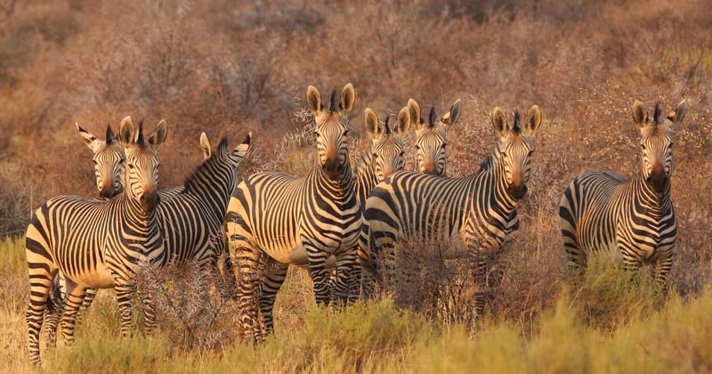 Où observer animaux sauvages safari Afrique de l'Est : le guide ultime
