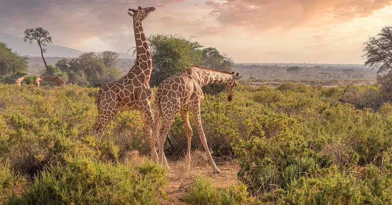 Réserve naturelle avec animaux en Afrique : bien au-delà du stéréotype safari