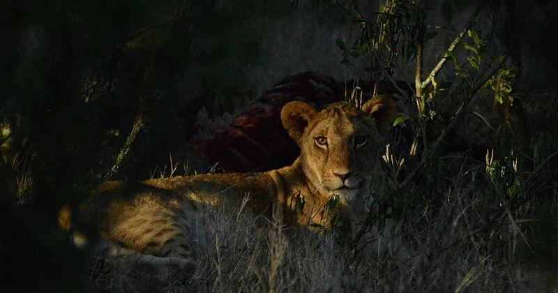 Où voir des lions en safari ?
